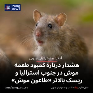 هشدار درباره کمبود طعمه موش در جنوب استرالیا و ریسک بالاتر «طاعون موش»