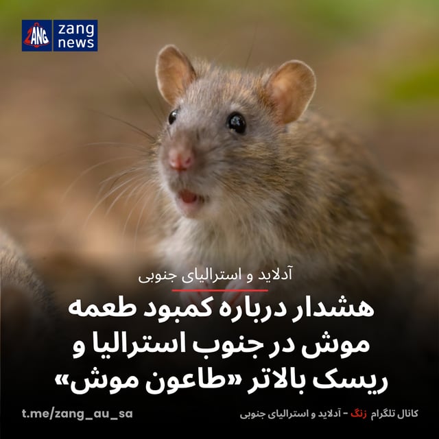 هشدار درباره کمبود طعمه موش در جنوب استرالیا و ریسک بالاتر «طاعون موش»