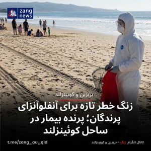 زنگ خطر تازه برای آنفلوآنزای پرندگان؛ پرنده بیمار در ساحل