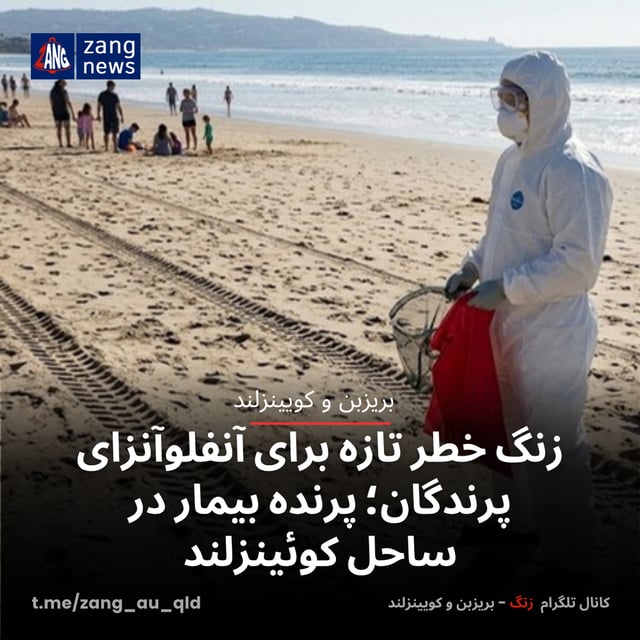 زنگ خطر تازه برای آنفلوآنزای پرندگان؛ پرنده بیمار در ساحل