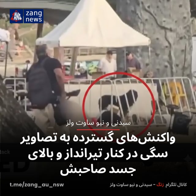 واکنش‌های گسترده‌ به تصاویر سگی در کنار تیرانداز و بالای جسد صاحبش