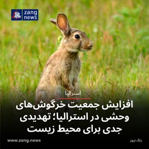 افزایش جمعیت خرگوش‌های وحشی در استرالیا؛ تهدیدی جدی برای محیط زیست