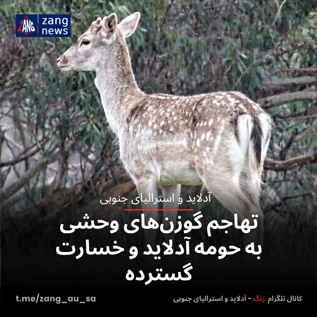 تهاجم گوزن‌های وحشی به حومه آدلاید و خسارت گسترده