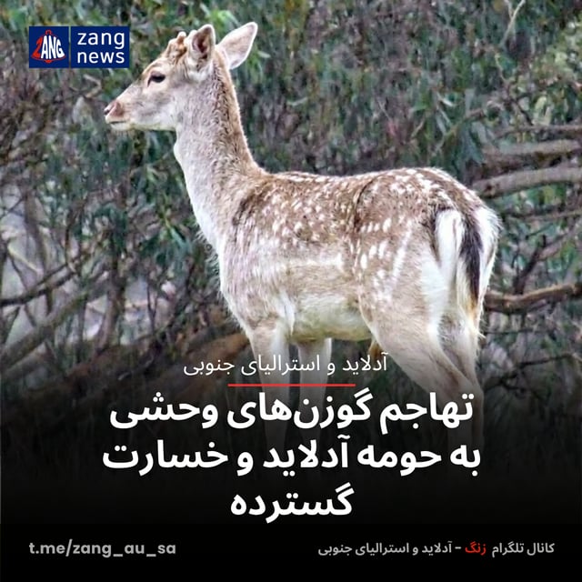 تهاجم گوزن‌های وحشی به حومه آدلاید و خسارت گسترده