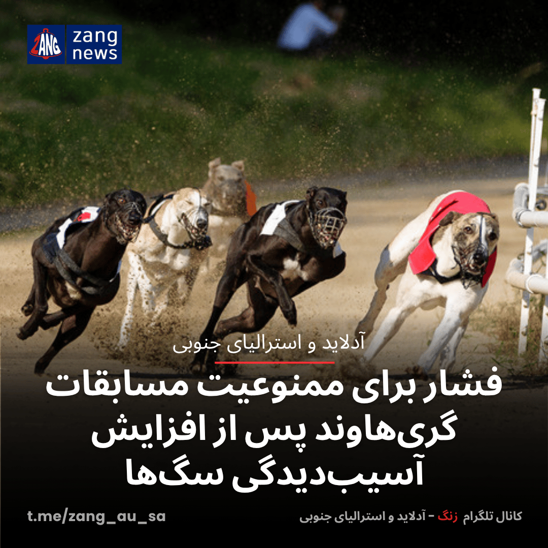 فشار برای ممنوعیت مسابقات گرِی‌هاوند پس از افزایش آسیب‌دیدگی سگ‌ها