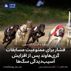 فشار برای ممنوعیت مسابقات گرِی‌هاوند پس از افزایش آسیب‌دیدگی سگ‌ها