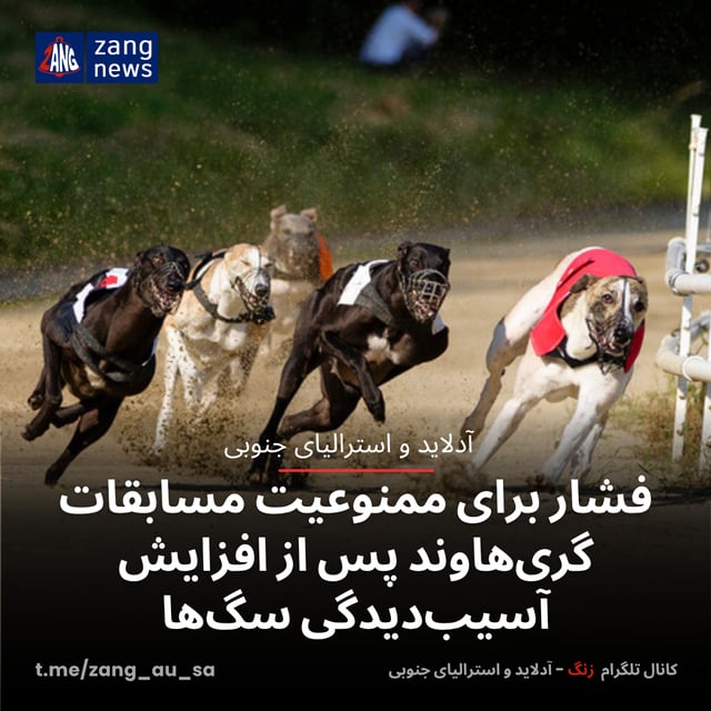 فشار برای ممنوعیت مسابقات گرِی‌هاوند پس از افزایش آسیب‌دیدگی سگ‌ها
