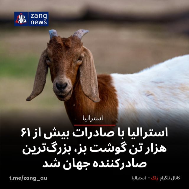 استرالیا با صادرات بیش از ۶۱ هزار تن گوشت بز، بزرگ‌ترین صادرکننده جهان شد