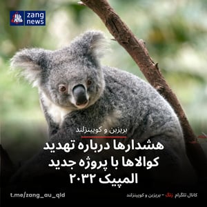 هشدارها درباره تهدید کوالاها با پروژه جدید المپیک ۲۰۳۲