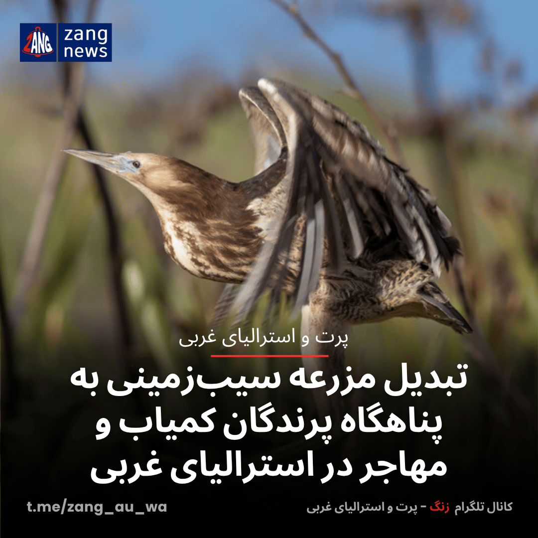 تبدیل مزرعه سیب‌زمینی به پناهگاه پرندگان کمیاب و مهاجر در استرالیای غربی