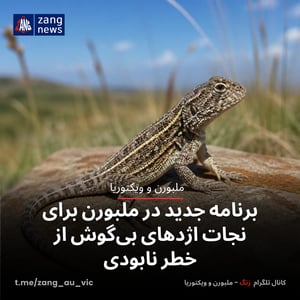 برنامه جدید در ملبورن برای نجات اژدهای بی‌گوش از خطر نابودی