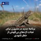 برنامه جدید در ملبورن برای نجات اژدهای بی‌گوش از خطر نابودی