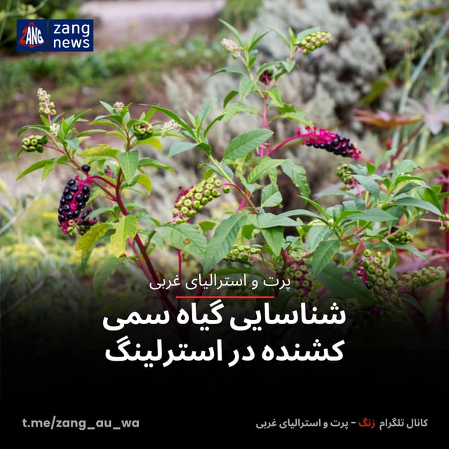 شناسایی گیاه سمی کشنده در استرلینگ