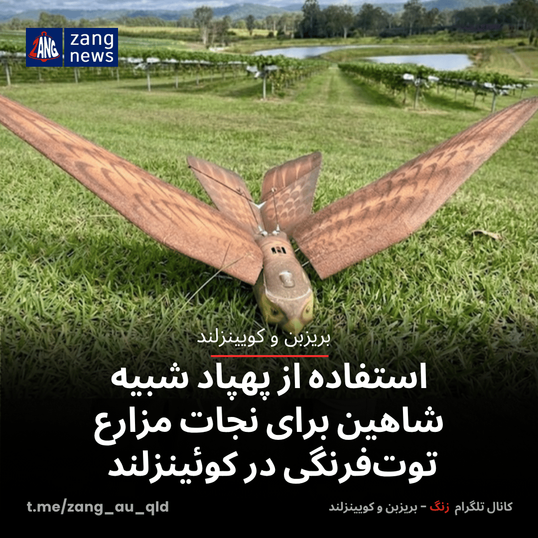 استفاده از پهپاد شبیه شاهین برای نجات مزارع توت‌فرنگی در کوئینزلند