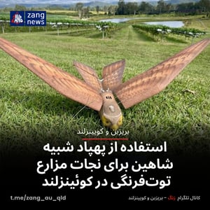 استفاده از پهپاد شبیه شاهین برای نجات مزارع توت‌فرنگی در کوئینزلند