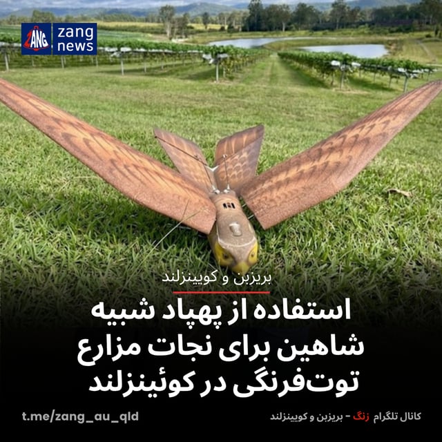 استفاده از پهپاد شبیه شاهین برای نجات مزارع توت‌فرنگی در کوئینزلند