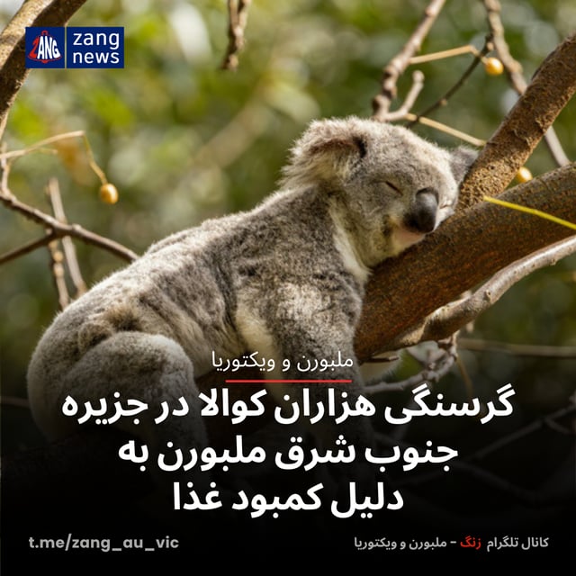 گرسنگی هزاران کوالا در جزیره‌ جنوب شرق ملبورن به دلیل کمبود غذا