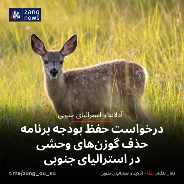 درخواست حفظ بودجه برنامه حذف گوزن‌های وحشی در استرالیای جنوبی