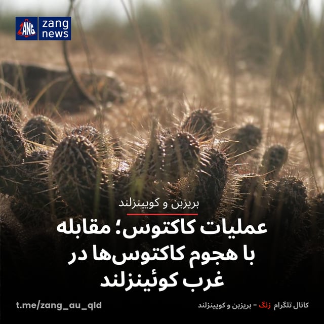 عملیات کاکتوس؛ مقابله با هجوم کاکتوس‌ها در غرب کوئینزلند