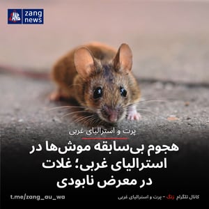 هجوم بی‌سابقه موش‌ها در استرالیای غربی؛ غلات در معرض نابودی