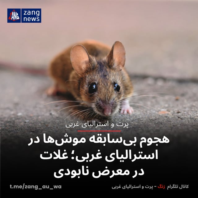 هجوم بی‌سابقه موش‌ها در استرالیای غربی؛ غلات در معرض نابودی