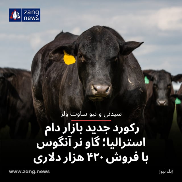 رکورد جدید بازار دام استرالیا؛ گاو نر آنگوس با فروش ۴۲۰ هزار دلاری