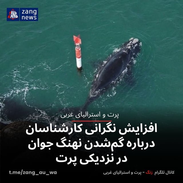 افزایش نگرانی کارشناسان درباره گم‌شدن نهنگ جوان در نزدیکی پرت
