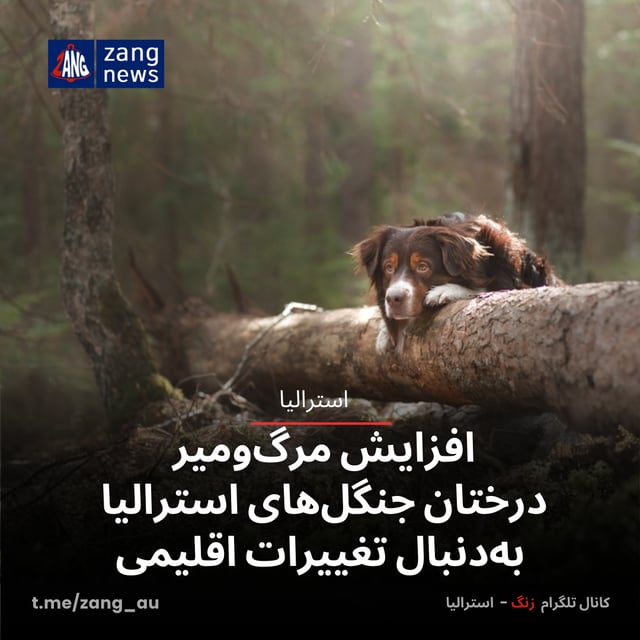 افزایش مرگ‌ومیر درختان جنگل‌های استرالیا به‌دنبال تغییرات اقلیمی