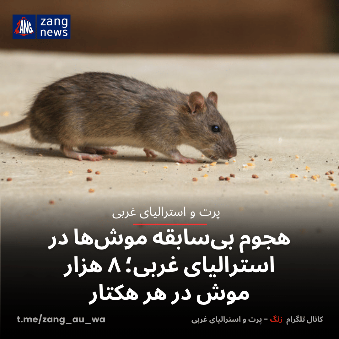 هجوم بی‌سابقه موش‌ها در استرالیای غربی؛ ۸ هزار موش در هر هکتار