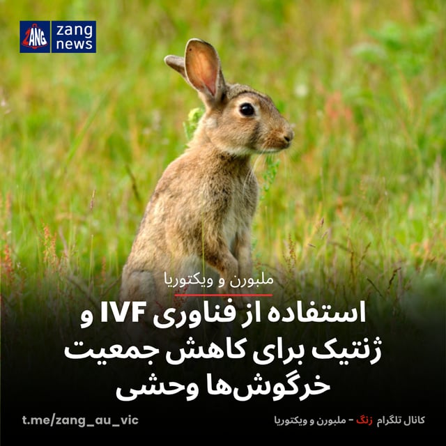 استفاده از فناوری IVF و ژنتیک برای کاهش جمعیت خرگوش‌ها وحشی