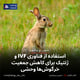استفاده از فناوری IVF و ژنتیک برای کاهش جمعیت خرگوش‌ها وحشی