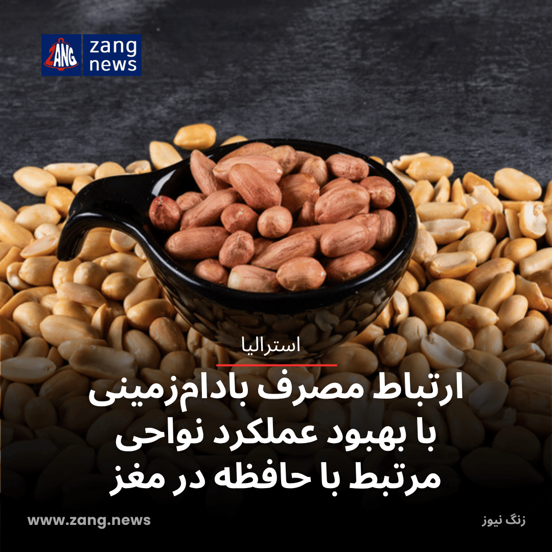 ارتباط مصرف بادام‌زمینی با بهبود عملکرد نواحی مرتبط با حافظه در مغز