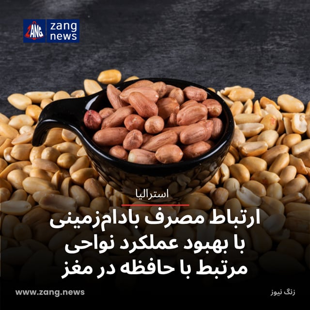ارتباط مصرف بادام‌زمینی با بهبود عملکرد نواحی مرتبط با حافظه در مغز