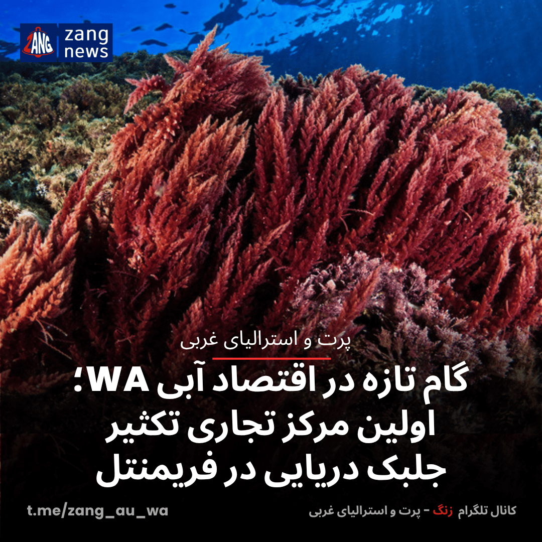 گام تازه در اقتصاد آبی WA؛ اولین مرکز تجاری تکثیر جلبک دریایی در فریمنتل