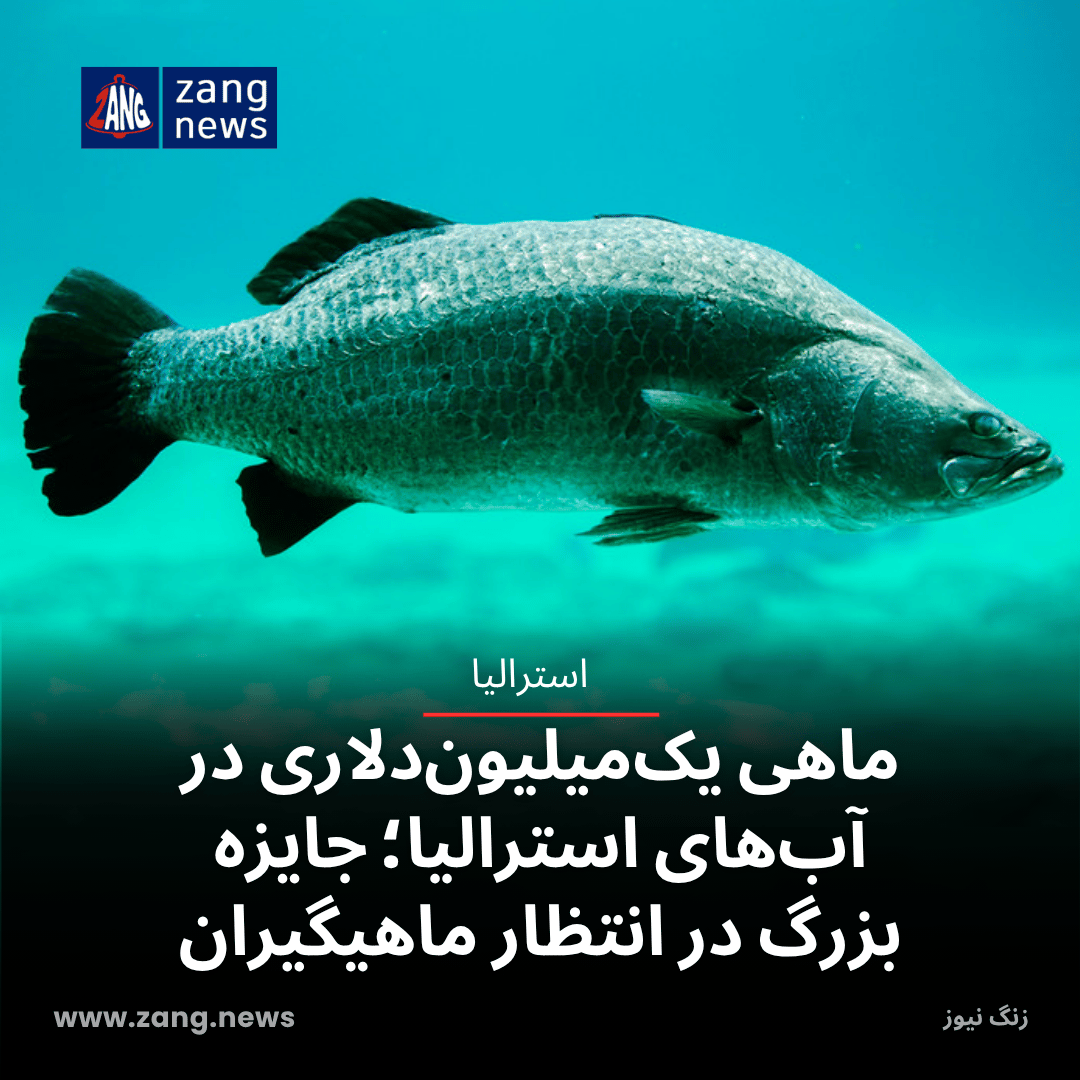 ماهی یک‌میلیون‌دلاری در آب‌های استرالیا؛ جایزه بزرگ در انتظار ماهیگیران