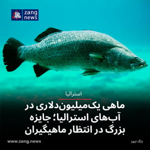 ماهی یک‌میلیون‌دلاری در آب‌های استرالیا؛ جایزه بزرگ در انتظار ماهیگیران