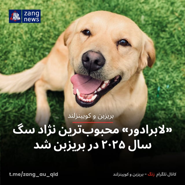 «لابرادور» محبوب‌ترین نژاد سگ سال ۲۰۲۵ در بریزبن شد