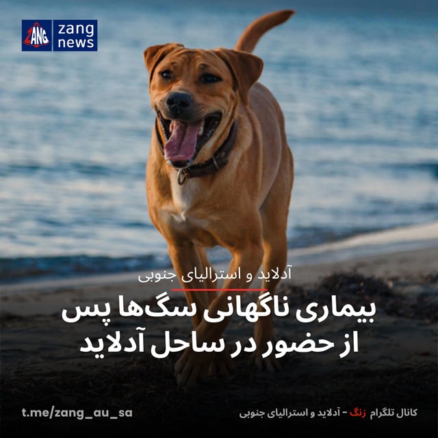 بیماری ناگهانی سگ‌ها پس از حضور در ساحل آدلاید