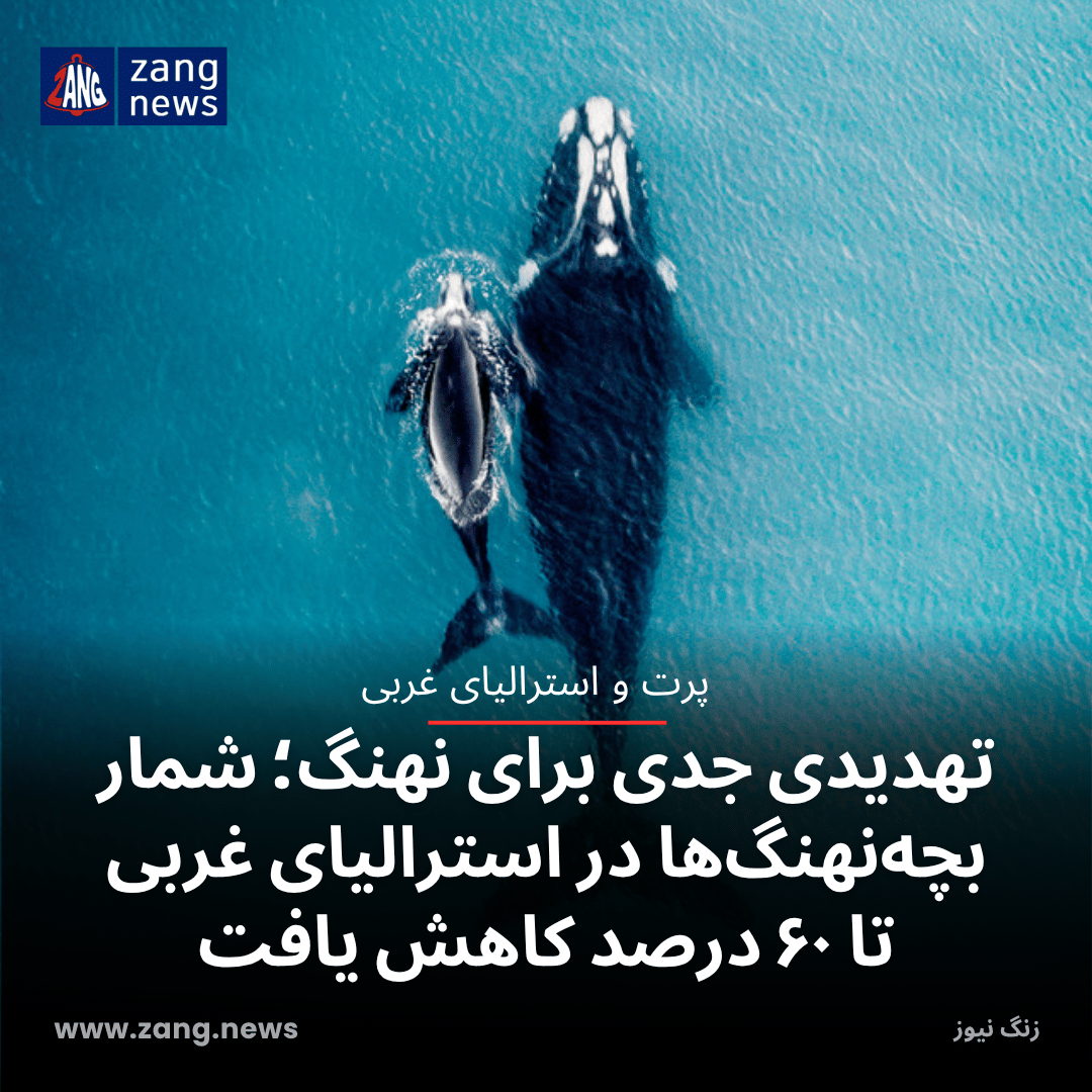 تهدیدی جدی برای نهنگ‌؛ شمار بچه‌نهنگ‌ها در استرالیای غربی تا ۶۰ درصد کاهش یافت