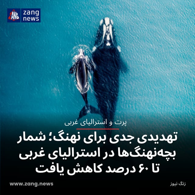 تهدیدی جدی برای نهنگ‌؛ شمار بچه‌نهنگ‌ها در استرالیای غربی تا ۶۰ درصد کاهش یافت