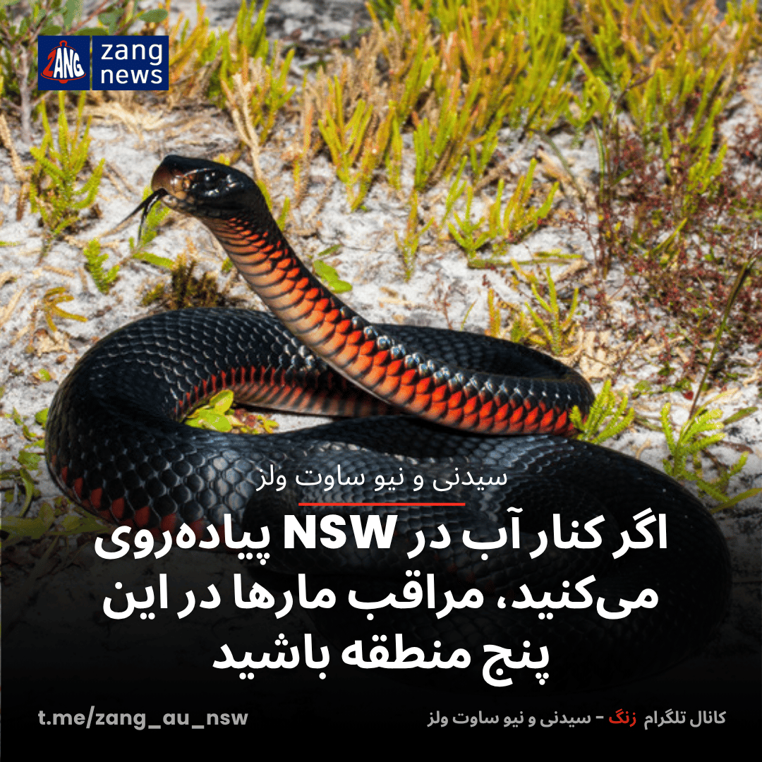 اگر کنار آب در NSW پیاده‌روی می‌کنید، مراقب مارها در این پنج منطقه باشید