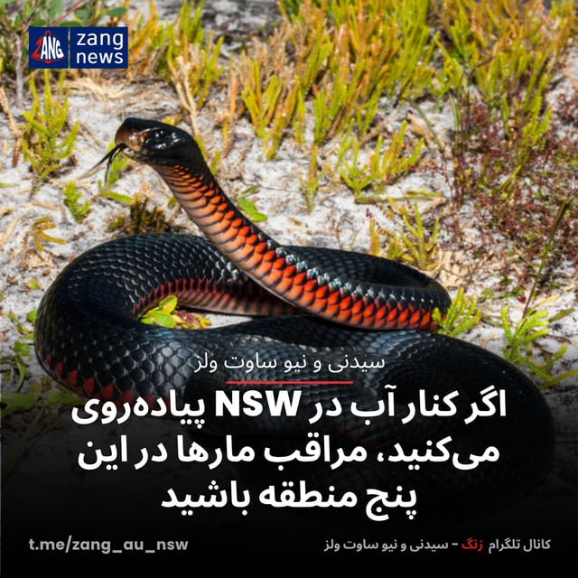 اگر کنار آب در NSW پیاده‌روی می‌کنید، مراقب مارها در این پنج منطقه باشید