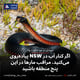 اگر کنار آب در NSW پیاده‌روی می‌کنید، مراقب مارها در این پنج منطقه باشید