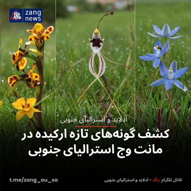 کشف گونه‌های تازه ارکیده در مانت وج استرالیای جنوبی
