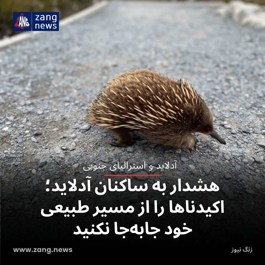 هشدار به ساکنان آدلاید؛ اکیدناها را از مسیر طبیعی خود جابه‌جا نکنید