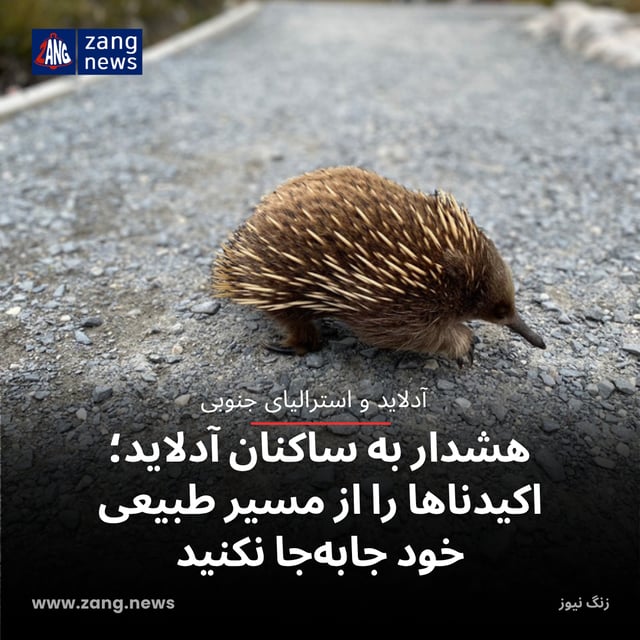 هشدار به ساکنان آدلاید؛ اکیدناها را از مسیر طبیعی خود جابه‌جا نکنید