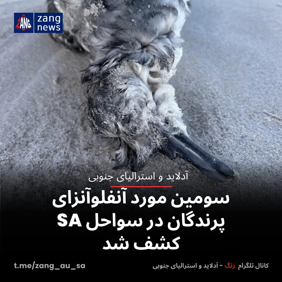 سومین مورد آنفلوآنزای پرندگان در سواحل SA کشف شد