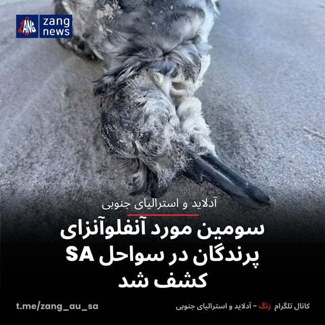 سومین مورد آنفلوآنزای پرندگان در سواحل SA کشف شد