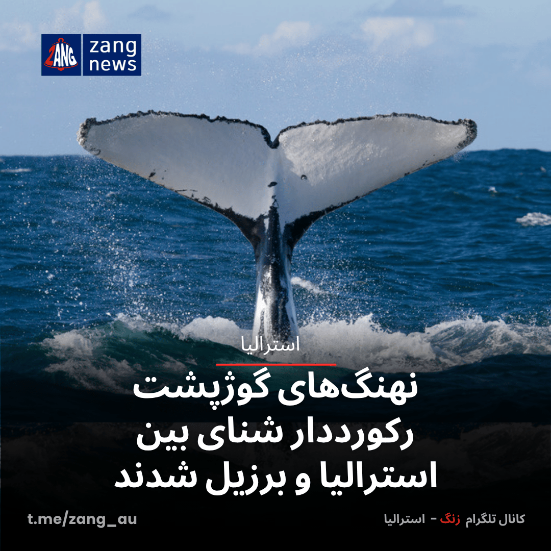 نهنگ‌های گوژپشت رکورددار شنای بین استرالیا و برزیل شدند