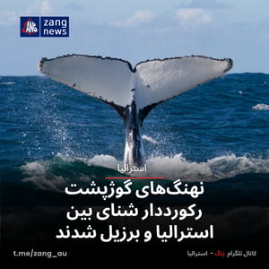 نهنگ‌های گوژپشت رکورددار شنای بین استرالیا و برزیل شدند